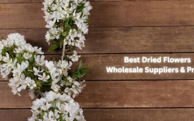 Best Dried Flowers Wholesale Suppliers & Prices